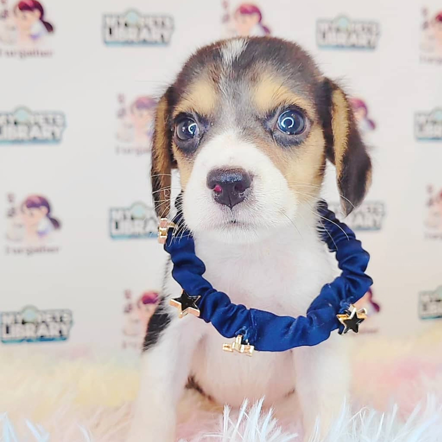 Beagle Puppy (Female) For Sale