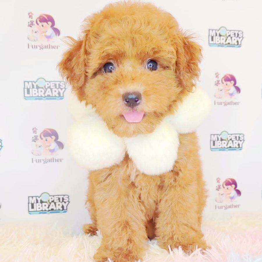 Toy Poodle Puppy (Female) For Sale