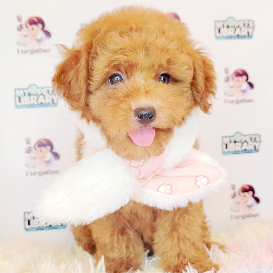 Toy Poodle Puppy (Male) For Sale