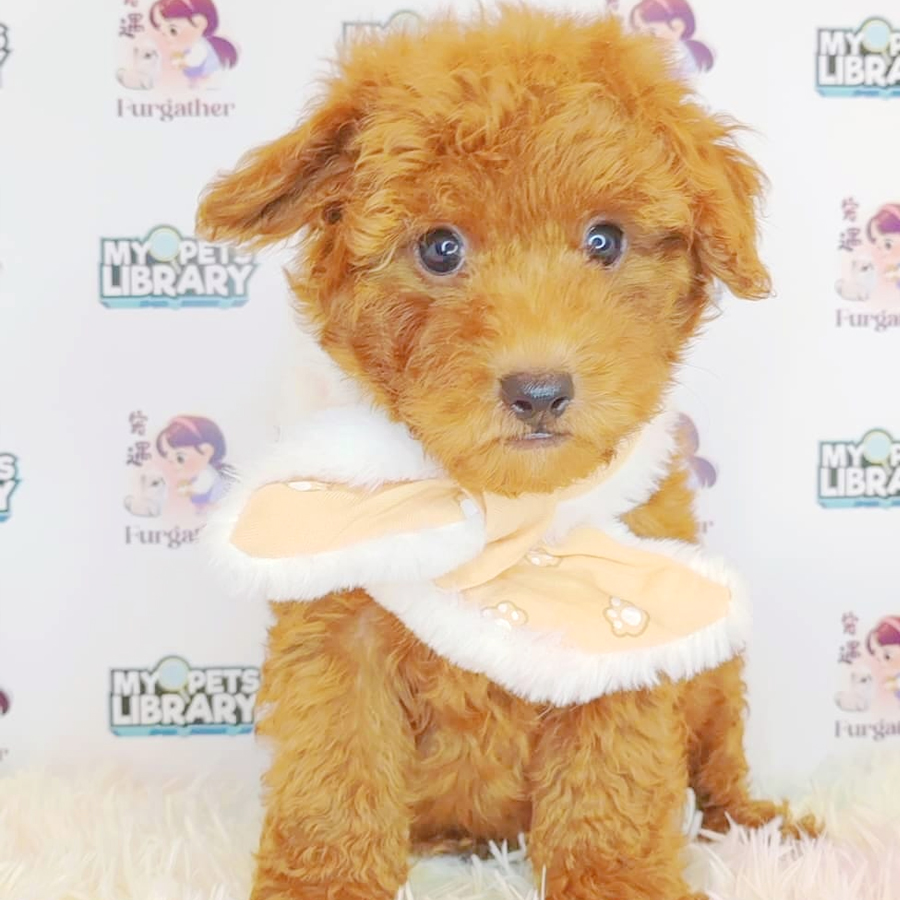 Toy Poodle Puppy (Male) For Sale
