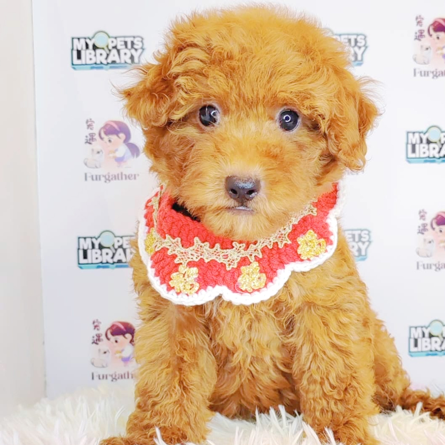 Toy Poodle Puppy (Male) For Sale