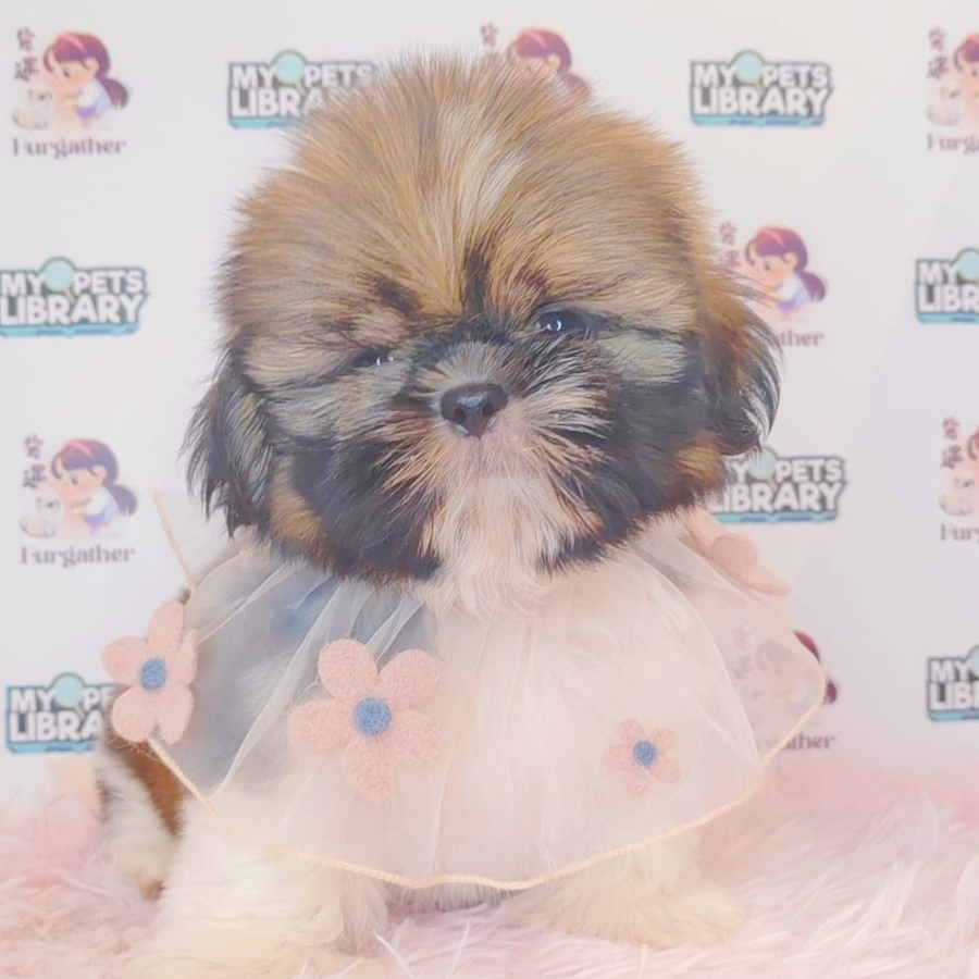 Shih Tzu Puppy (Female) For Sale