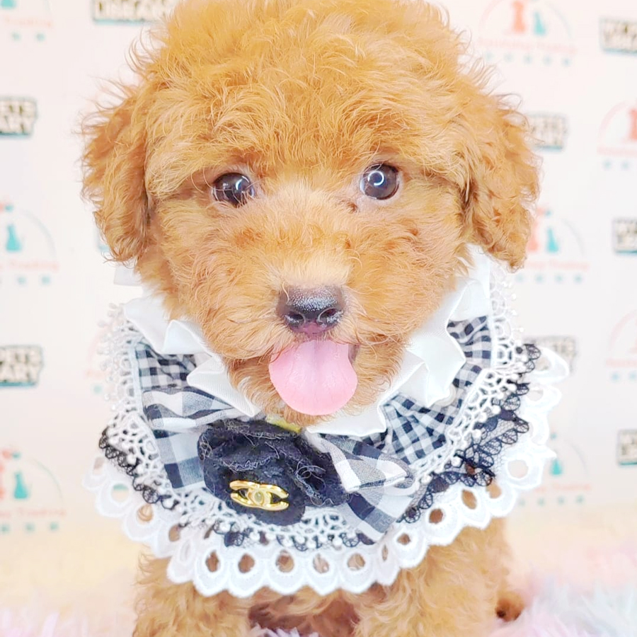 Toy Poodle Puppy (Male) For Sale