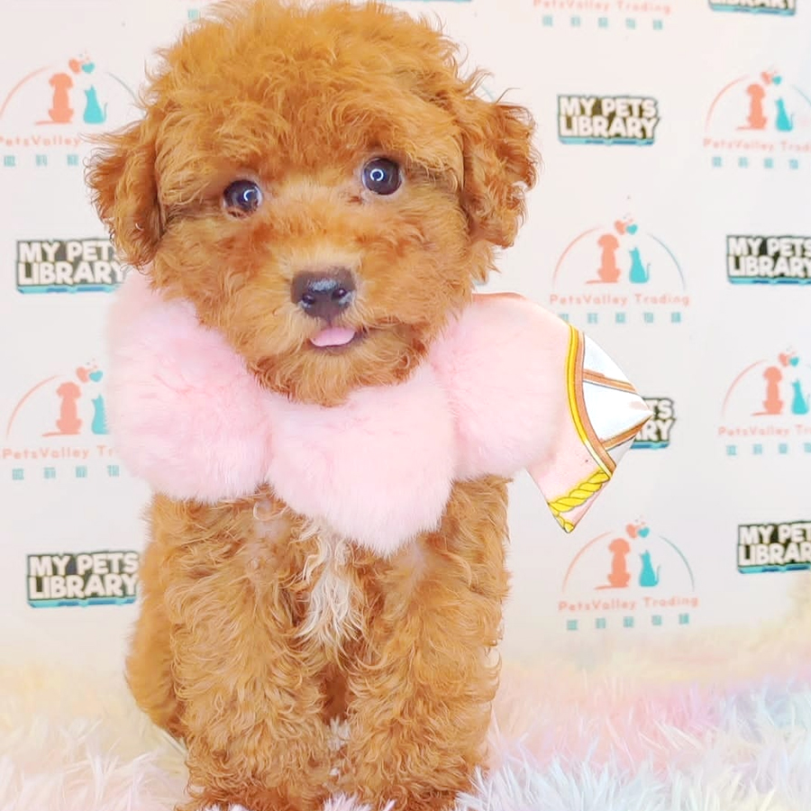 Toy Poodle Puppy (Male) For Sale