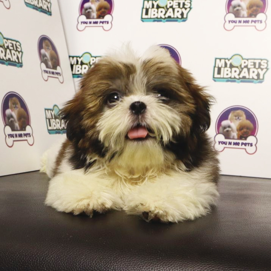 Shih Tzu Puppy (Male) For Sale