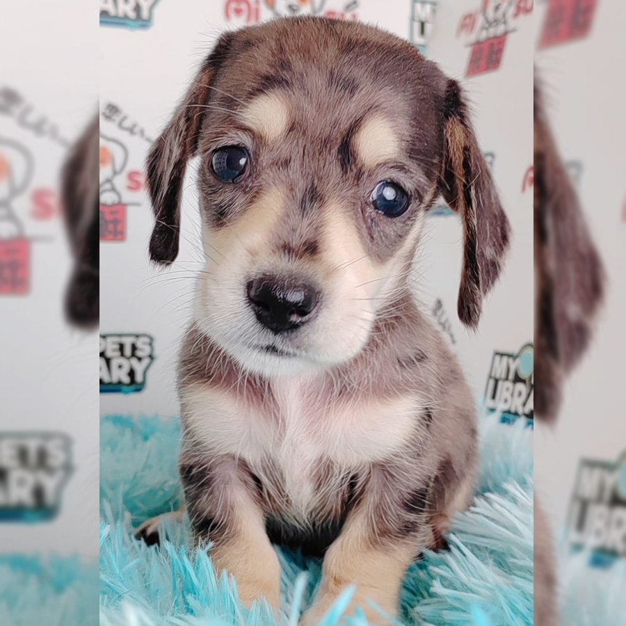 Miniature Dachshund Puppy (Female) For Sale
