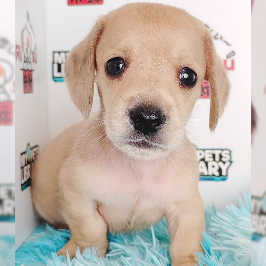 Miniature Dachshund Puppy (Male) For Sale