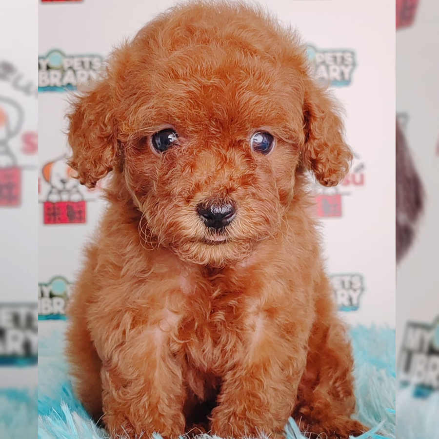 Toy Poodle Puppy (Female) For Sale