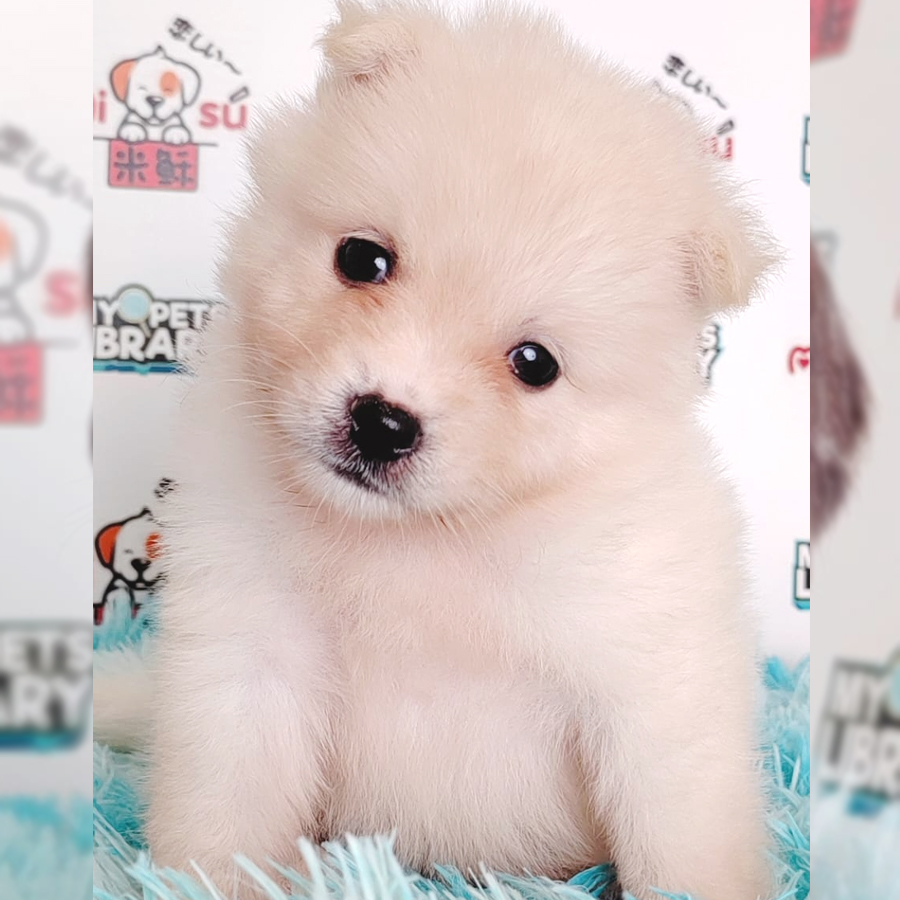 Pomsky Puppy (Male) For Sale