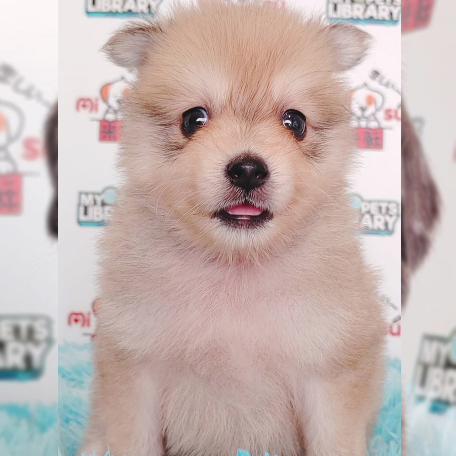 Pomsky Puppy (Male) For Sale