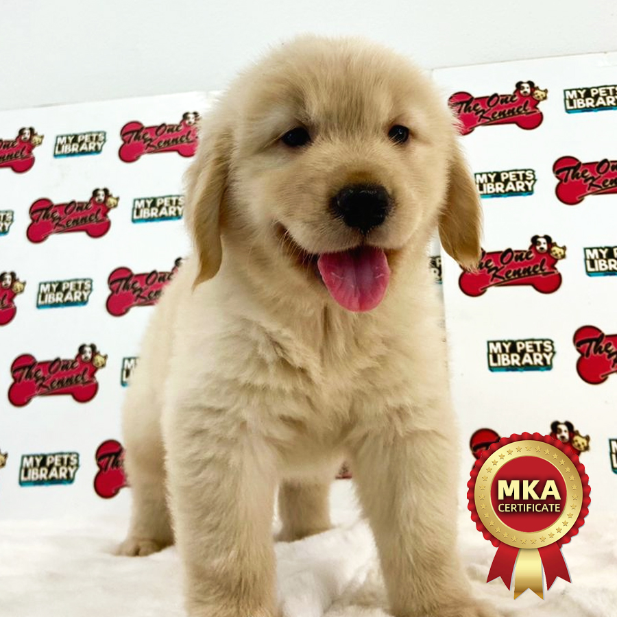 MKA Golden Retriever Puppy (Female) For Sale
