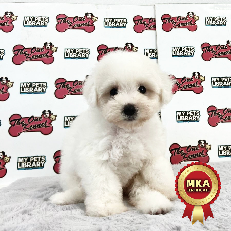 MKA Bichon Frise Puppy (Female) For Sale