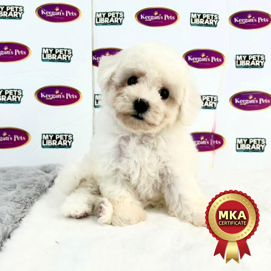 MKA Bichon Frise Puppy (Female) For Sale