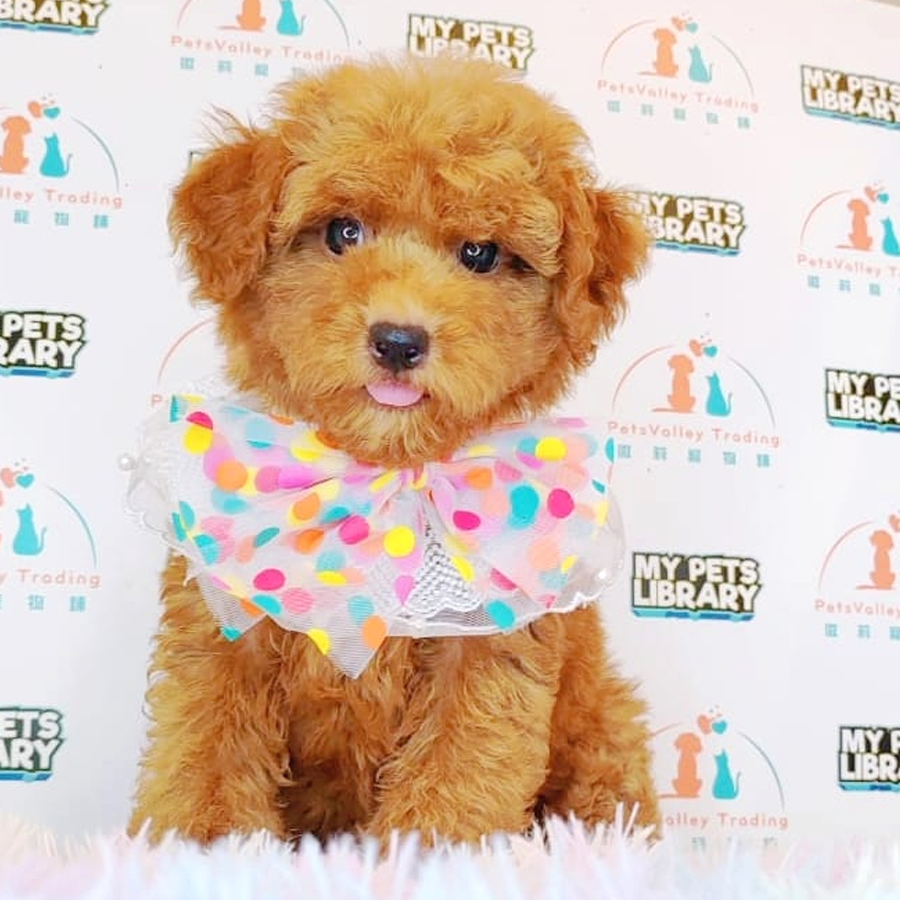 Toy Poodle Puppy (Male) For Sale
