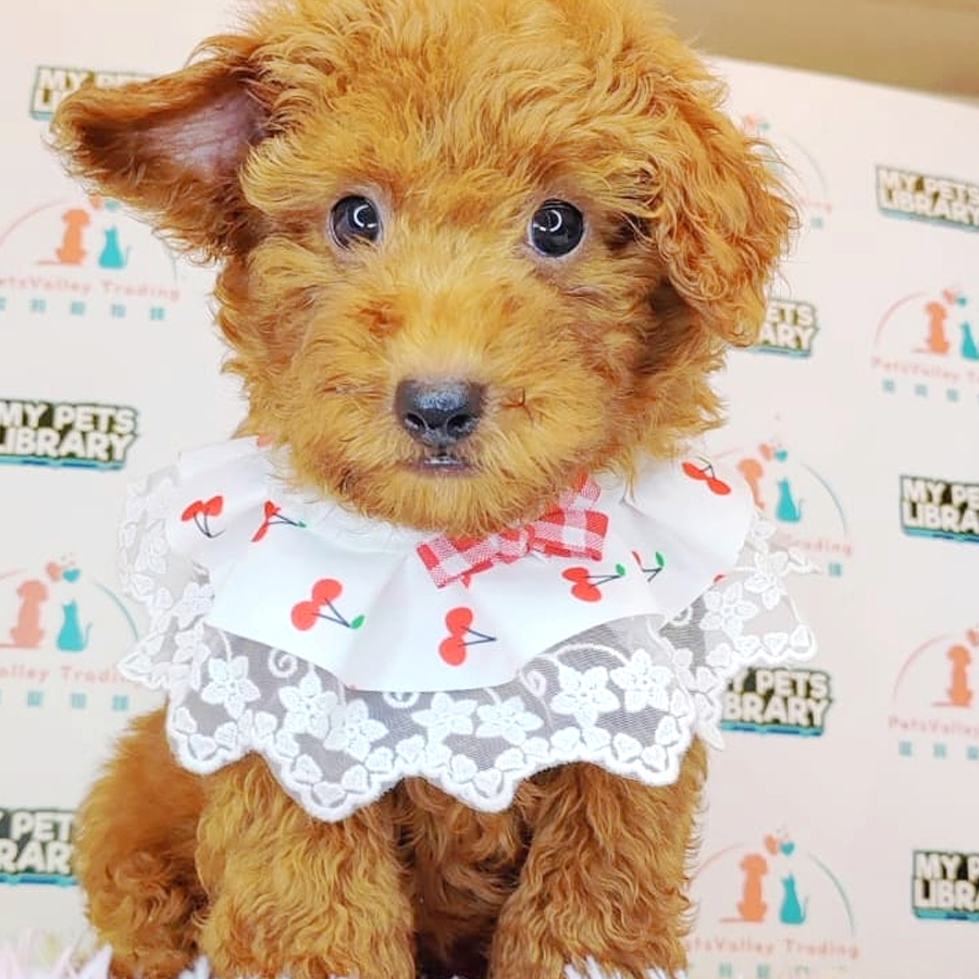 Toy Poodle Puppy (Male) For Sale