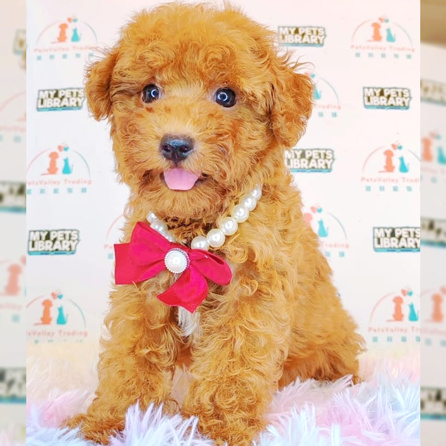 Toy Poodle Puppy (Female) For Sale
