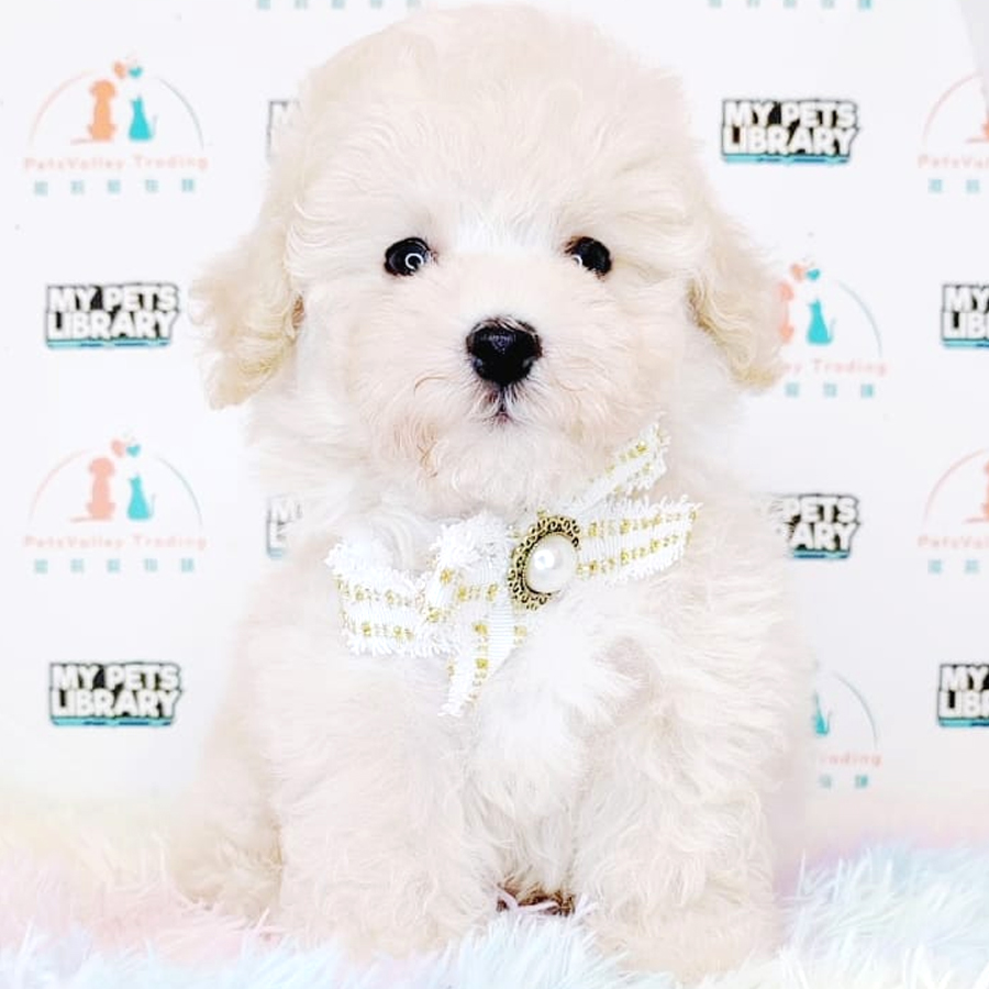 Toy Poodle Puppy (Male) For Sale