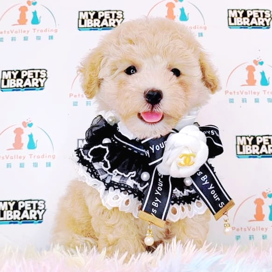 Maltipoo Puppy (Female) For Sale