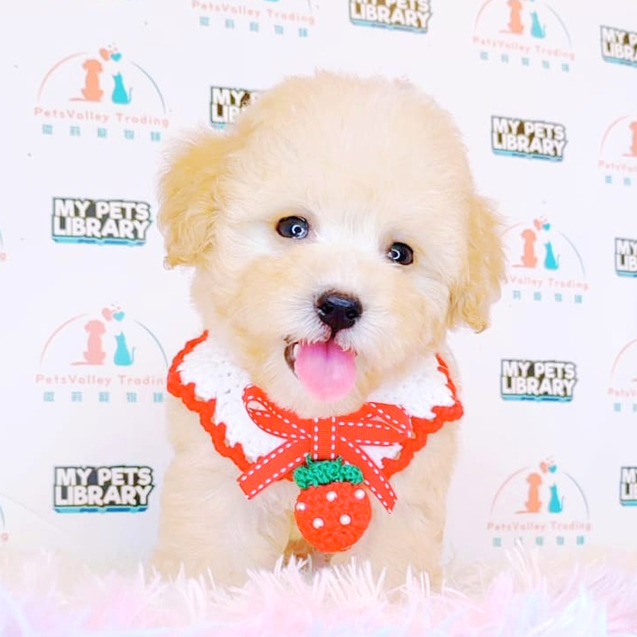 Maltipoo Puppy (Male) For Sale