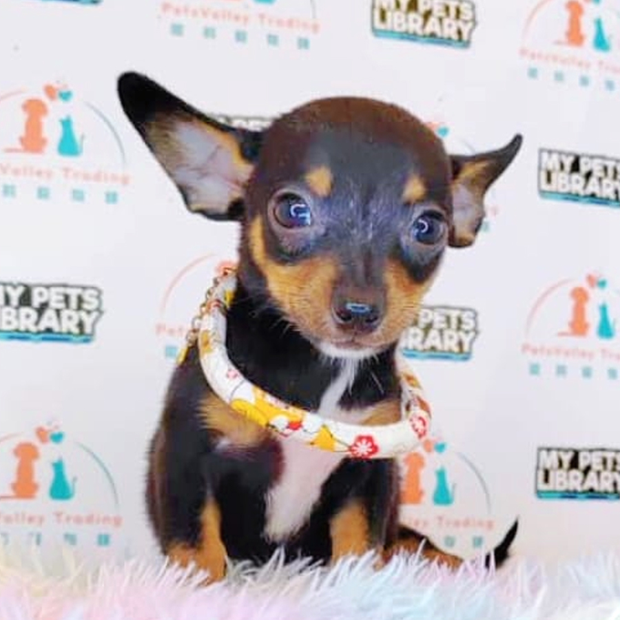 Pinscher Puppy (Male) For Sale