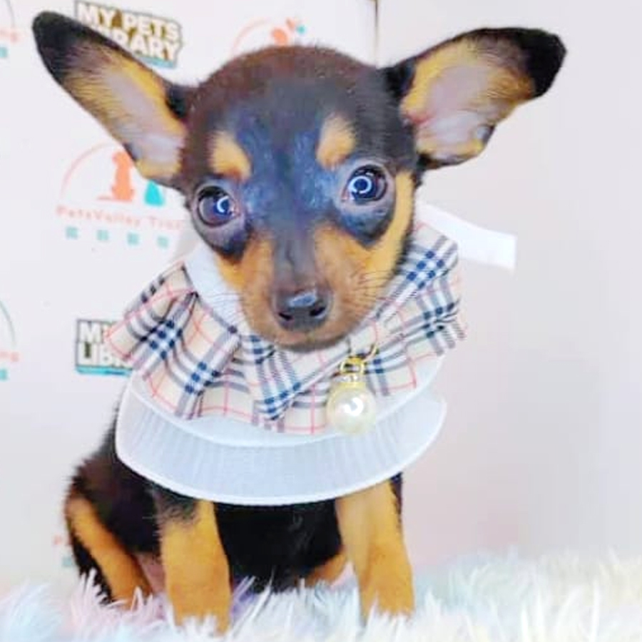 Pinscher Puppy (Female) For Sale