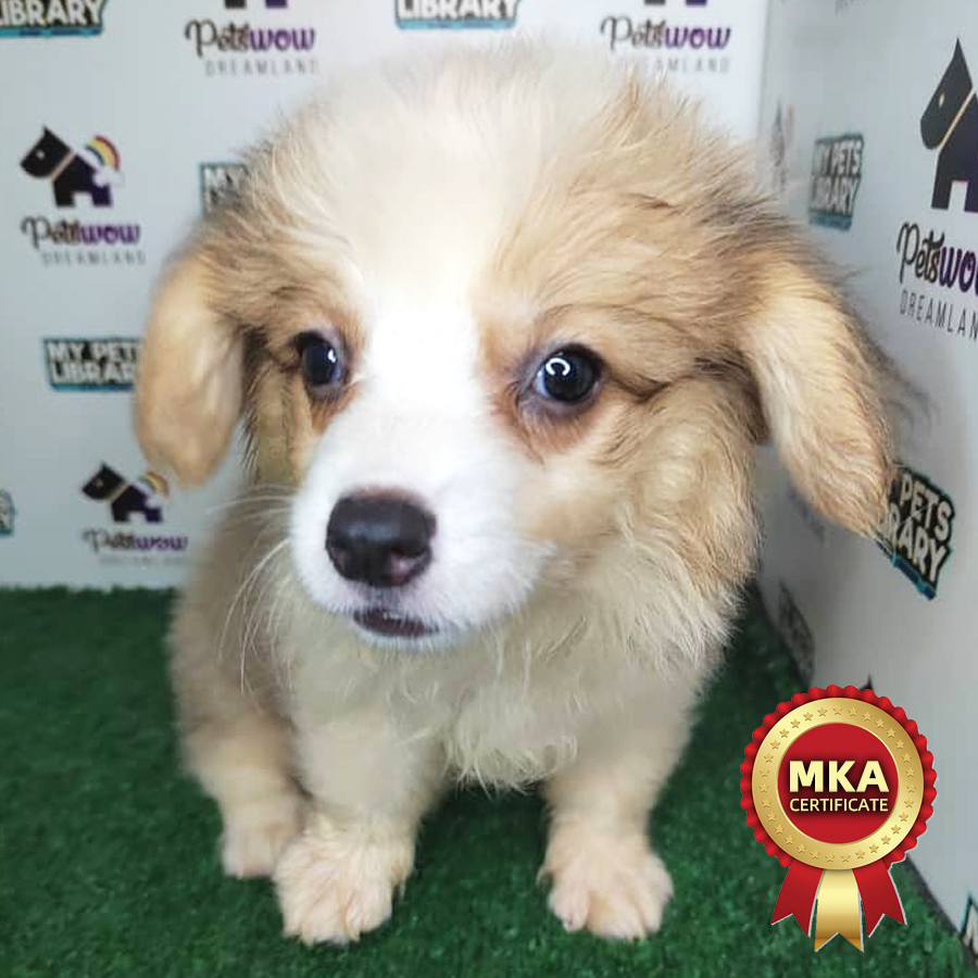 MKA Welsh Corgi Puppy (Male) For Sale