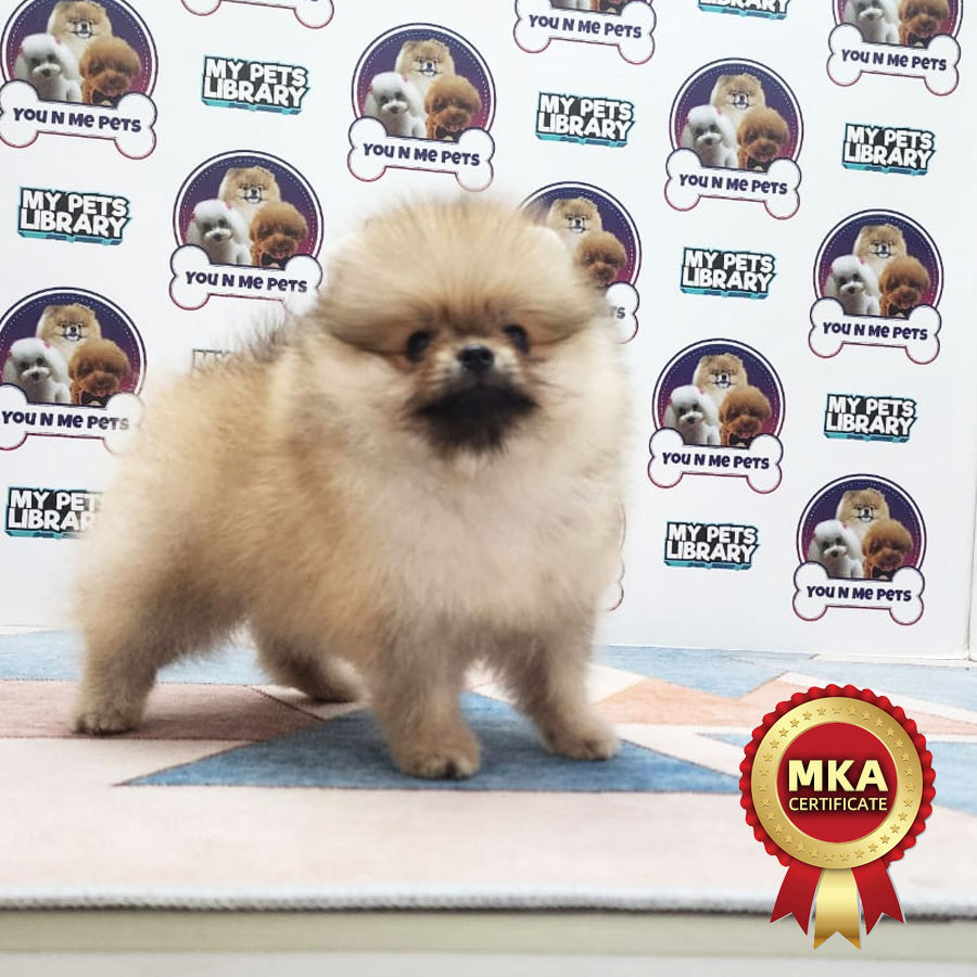 MKA Tiny Pomeranian Puppy (Male) For Sale