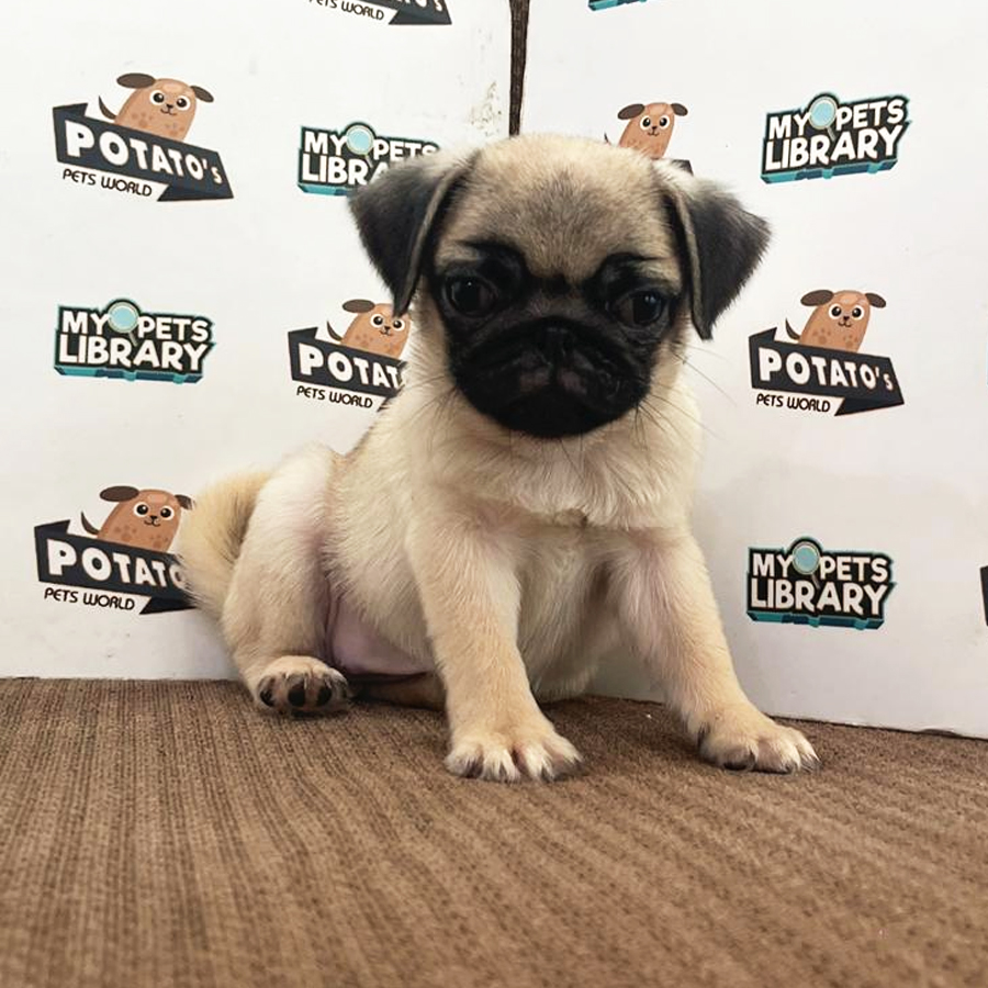 Pug Puppy (Female) For Sale