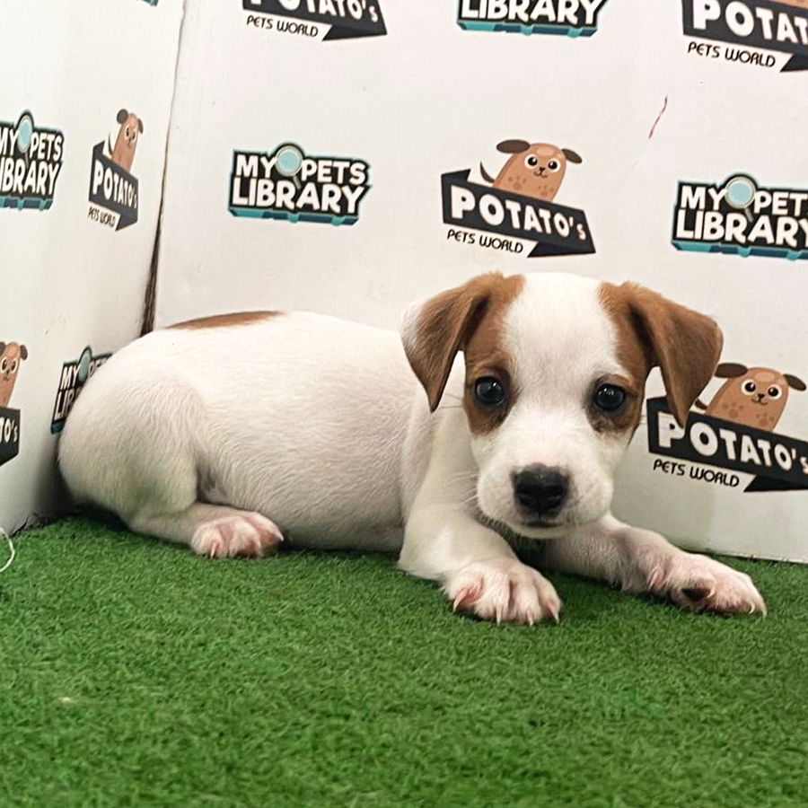 Jack Russel Puppy (Male) For Sale