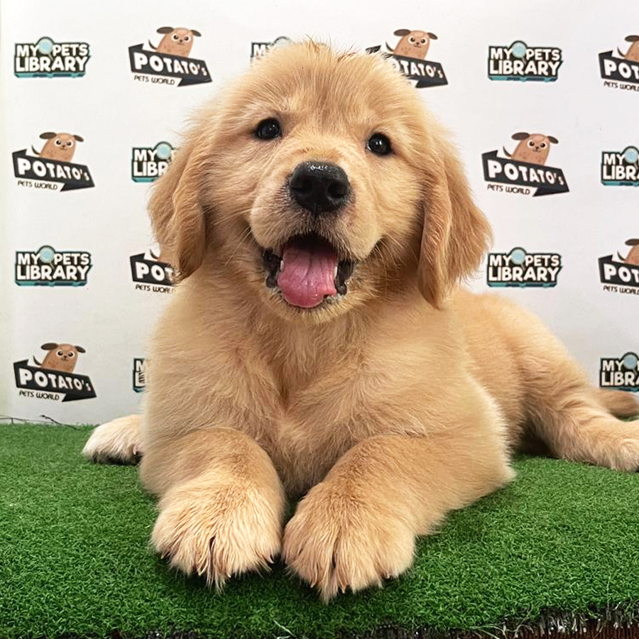Golden Retriever Puppy (Female) For Sale