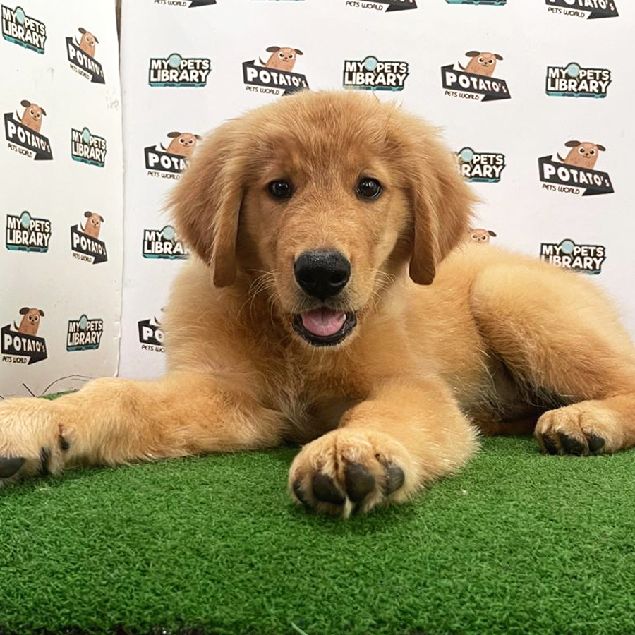Golden Retriever Puppy (Male) For Sale