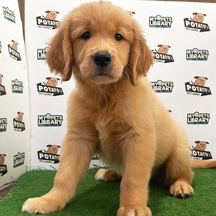 Golden Retriever Puppy (Female) For Sale