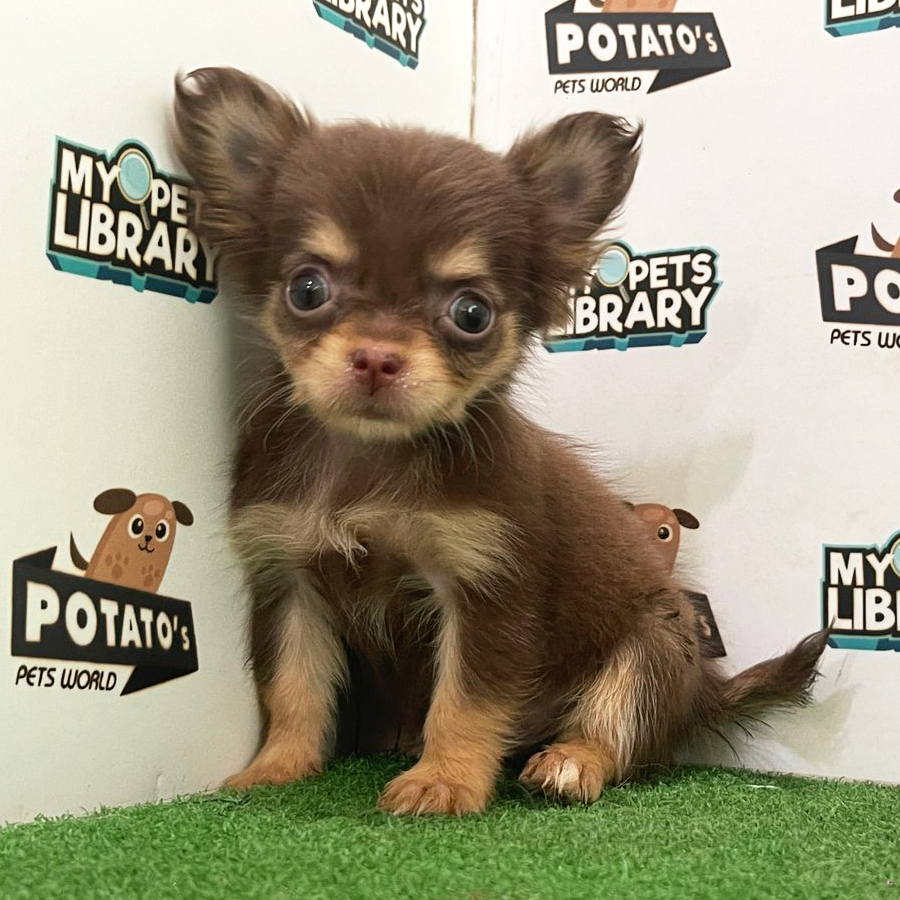 Longcoat Chihuahua Puppy (Female) For Sale