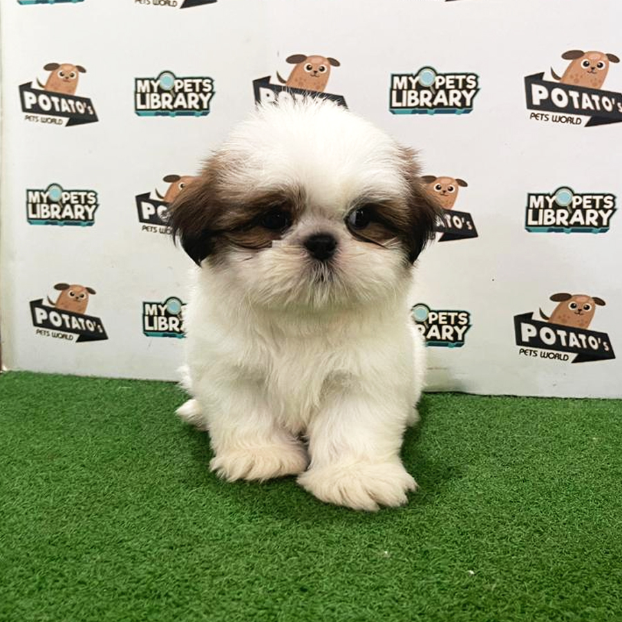Shih Tzu Puppy (Male) For Sale