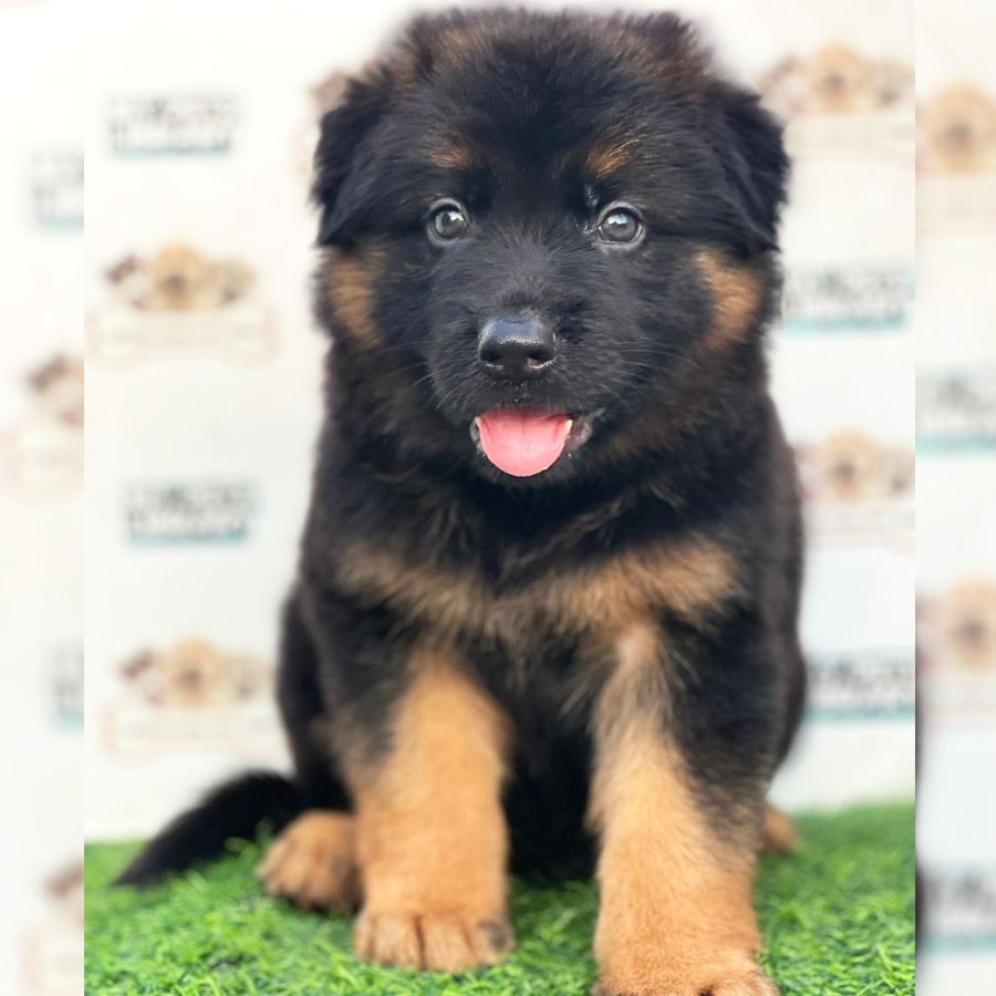 German Shepherd Puppy (Male) For Sale