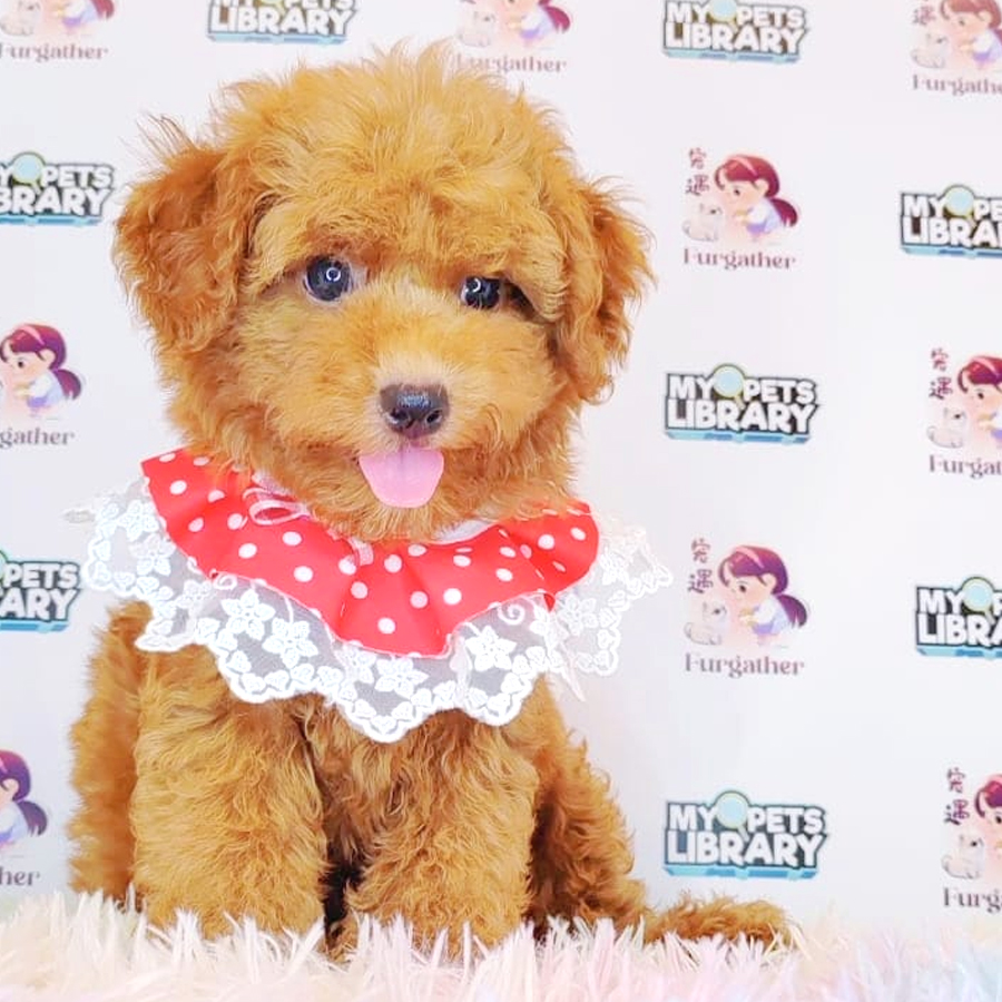 Toy Poodle Puppy (Male) For Sale