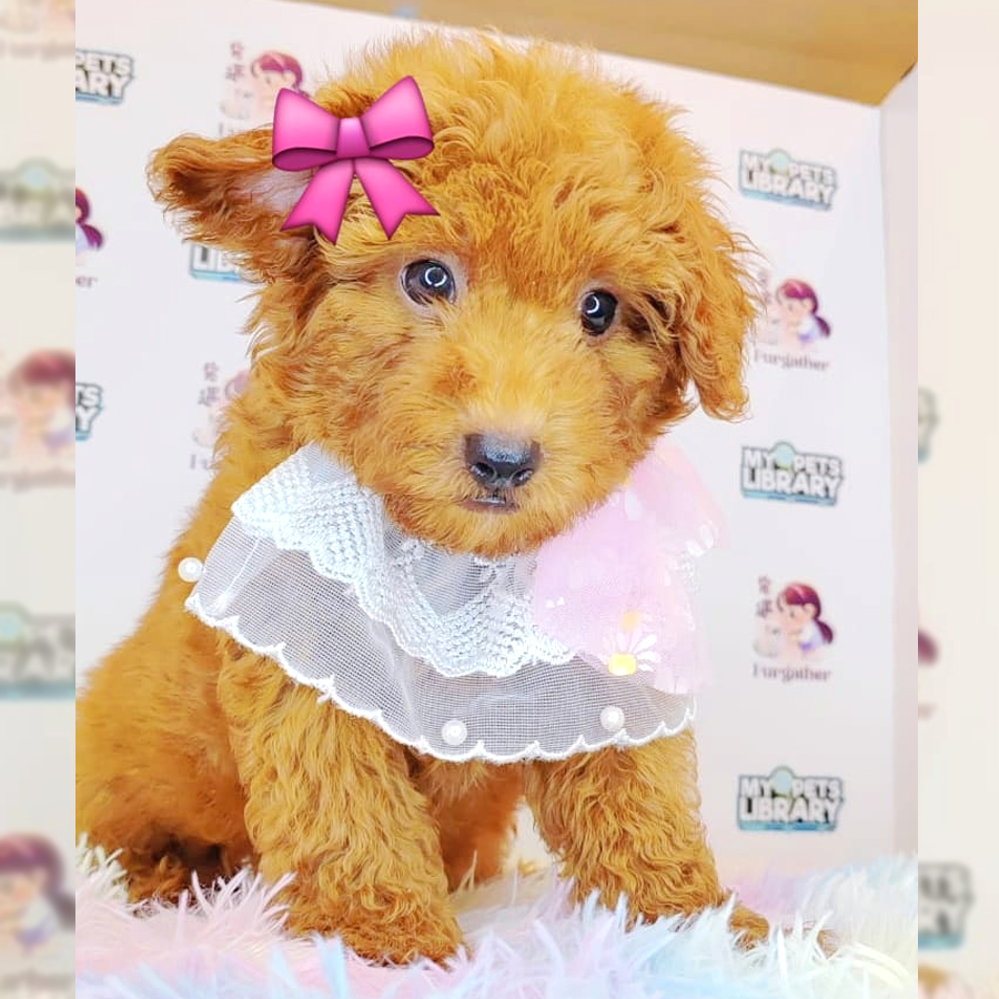Toy Poodle Puppy (Female) For Sale
