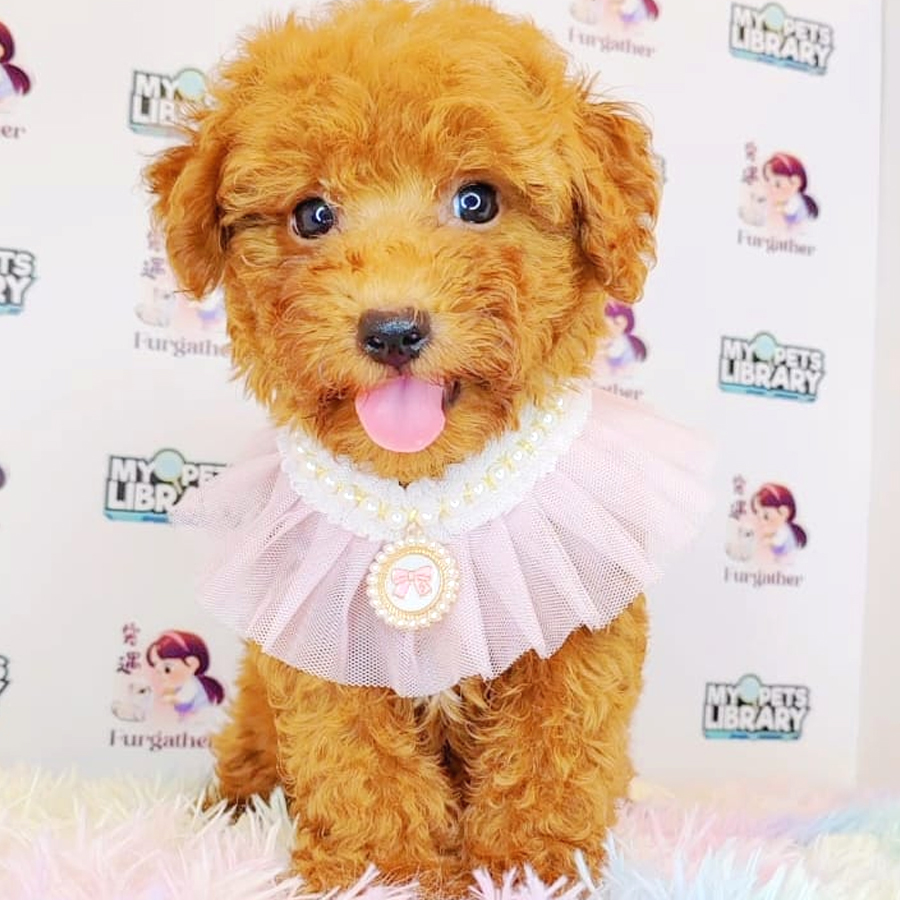 Toy Poodle Puppy (Female) For Sale