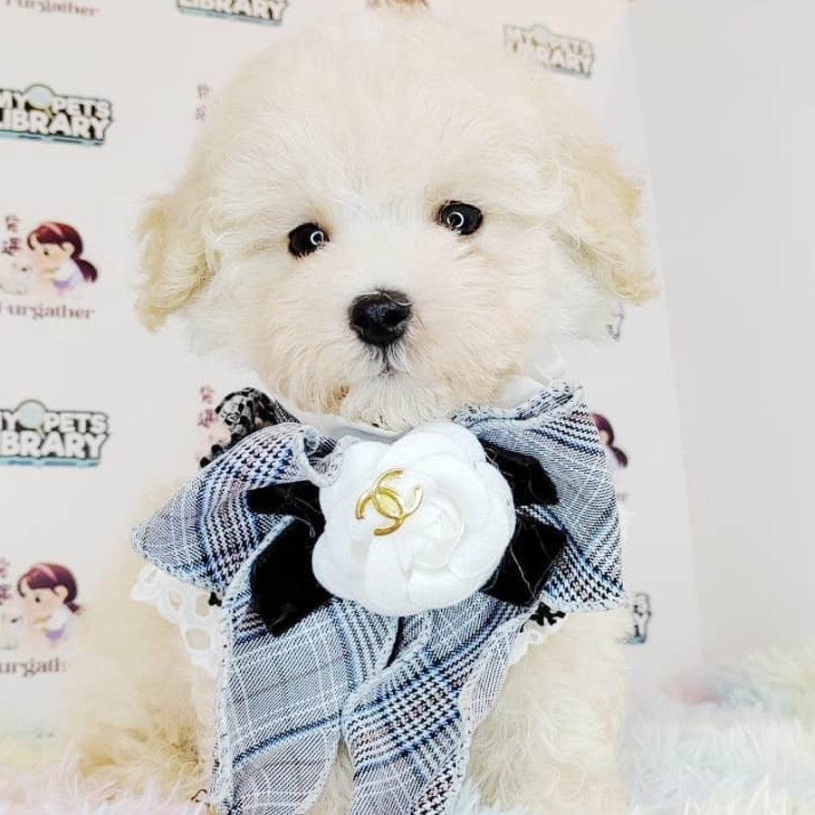 Toy Poodle Puppy (Female) For Sale