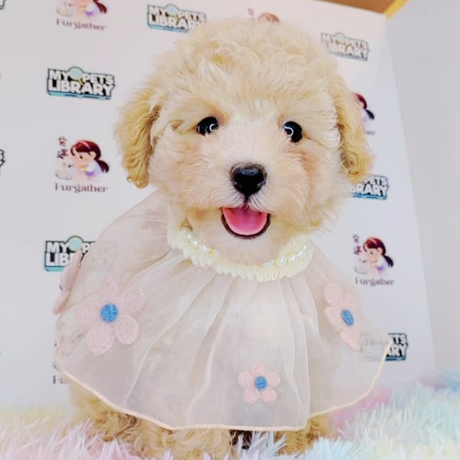 Maltipoo Puppy (Male) For Sale