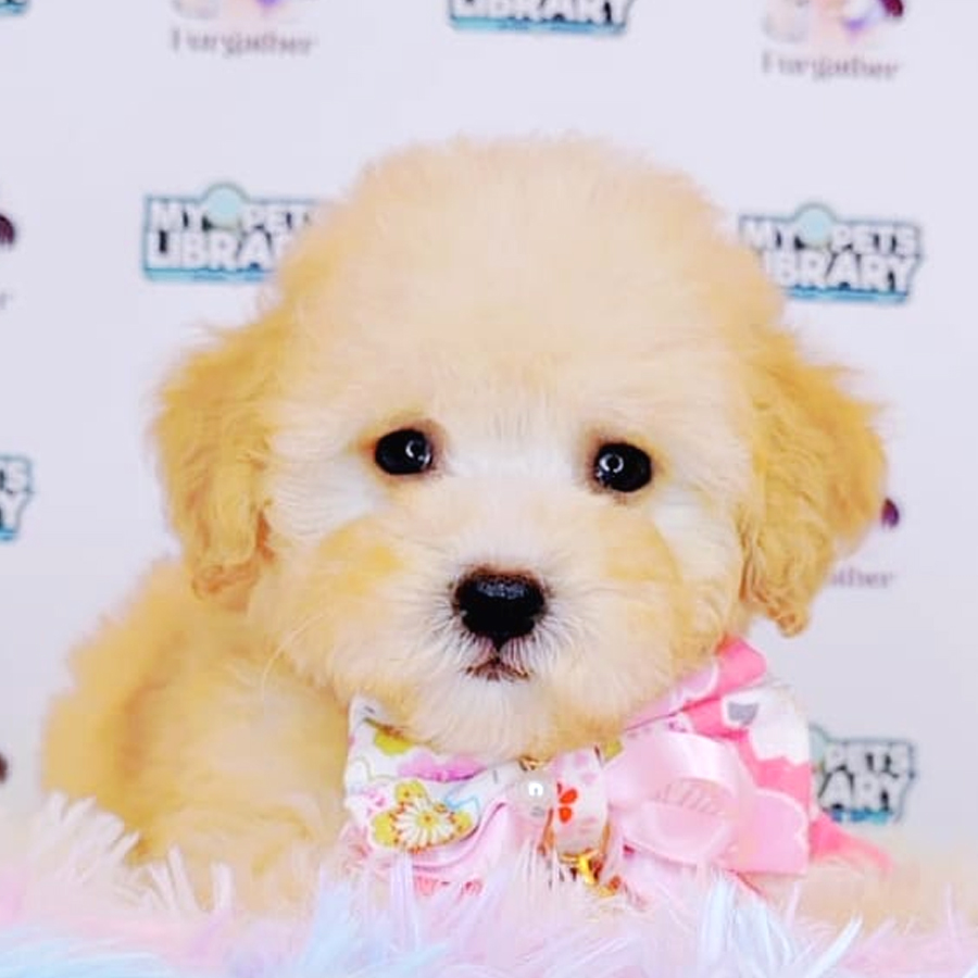 Maltipoo Puppy (Male) For Sale