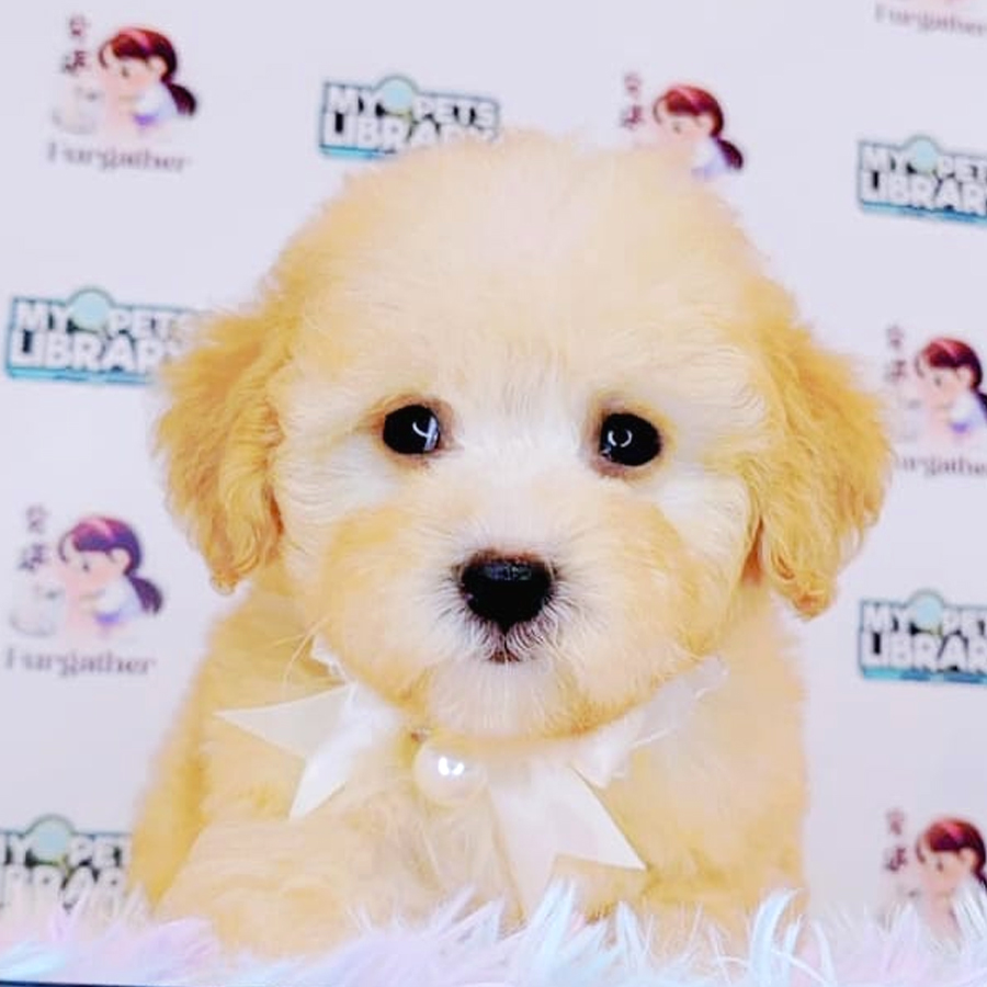 Maltipoo Puppy (Female) For Sale
