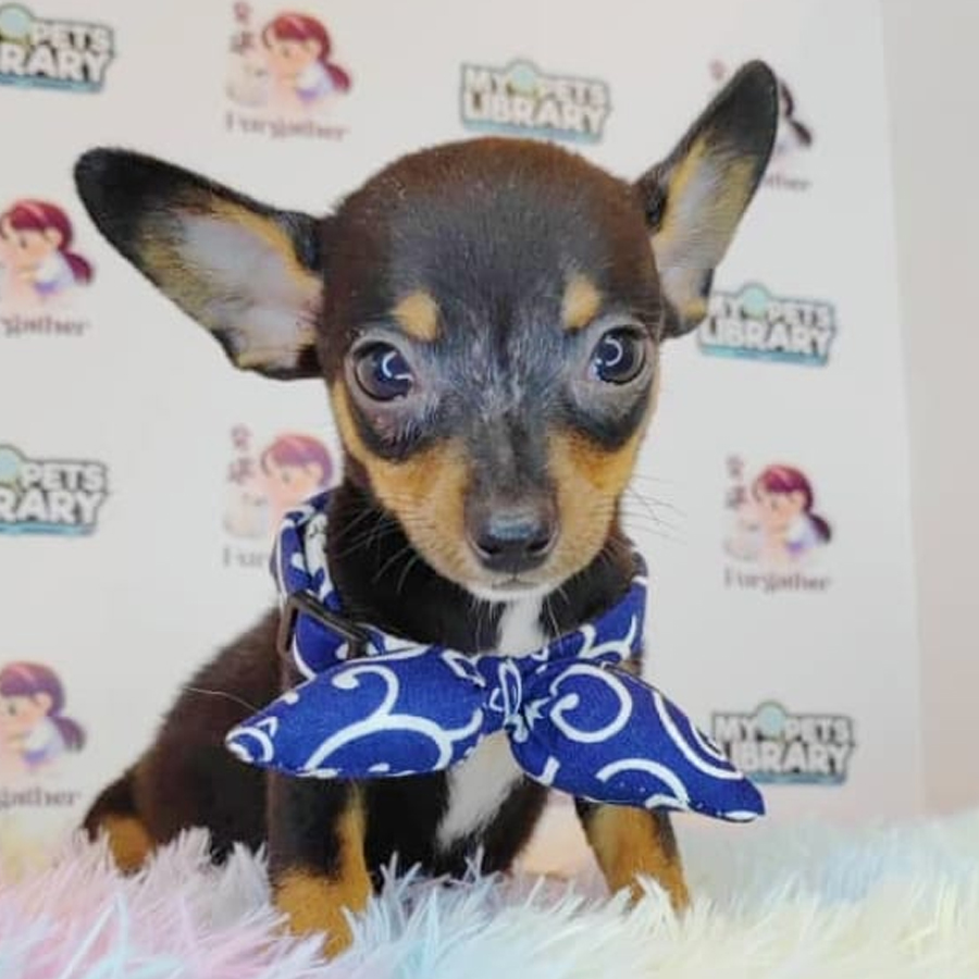 Pinscher Puppy (Male) For Sale