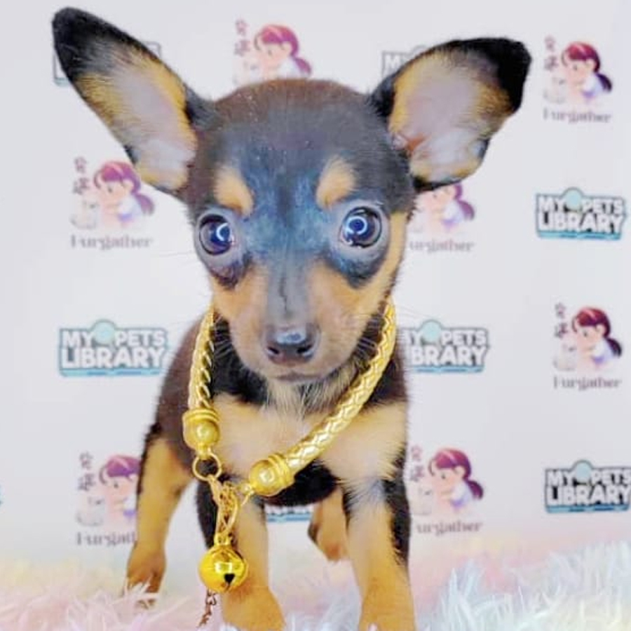 Pinscher Puppy (Female) For Sale