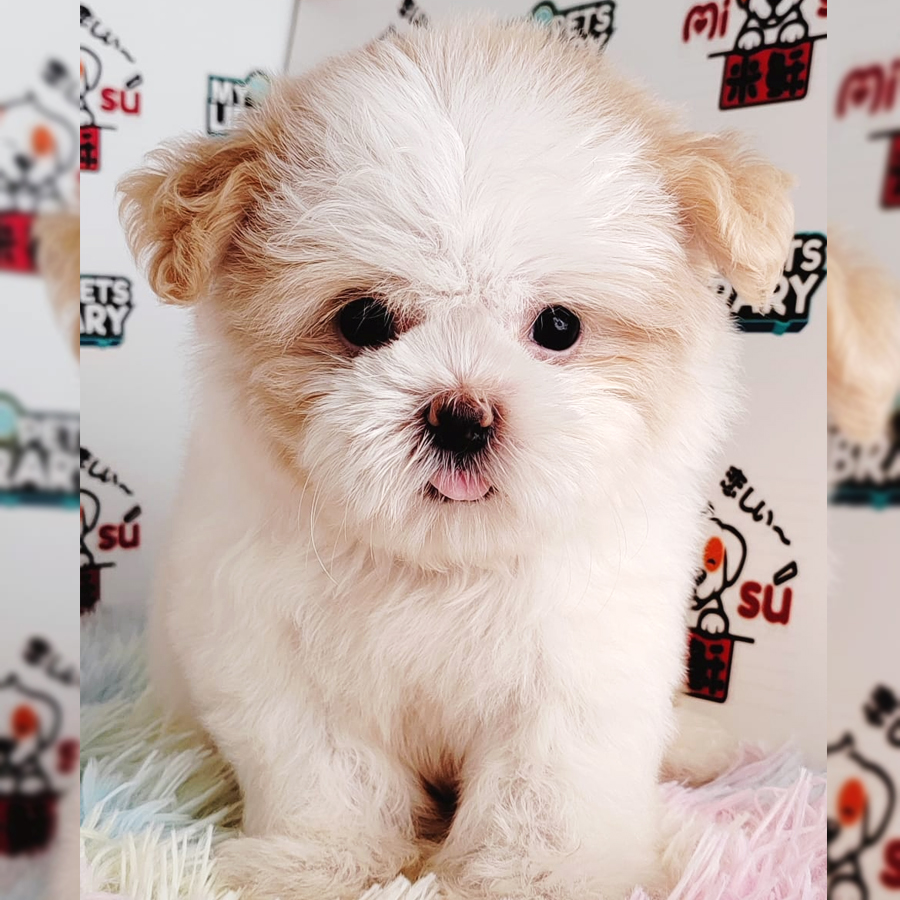 Shih Tzu Puppy (Female) For Sale