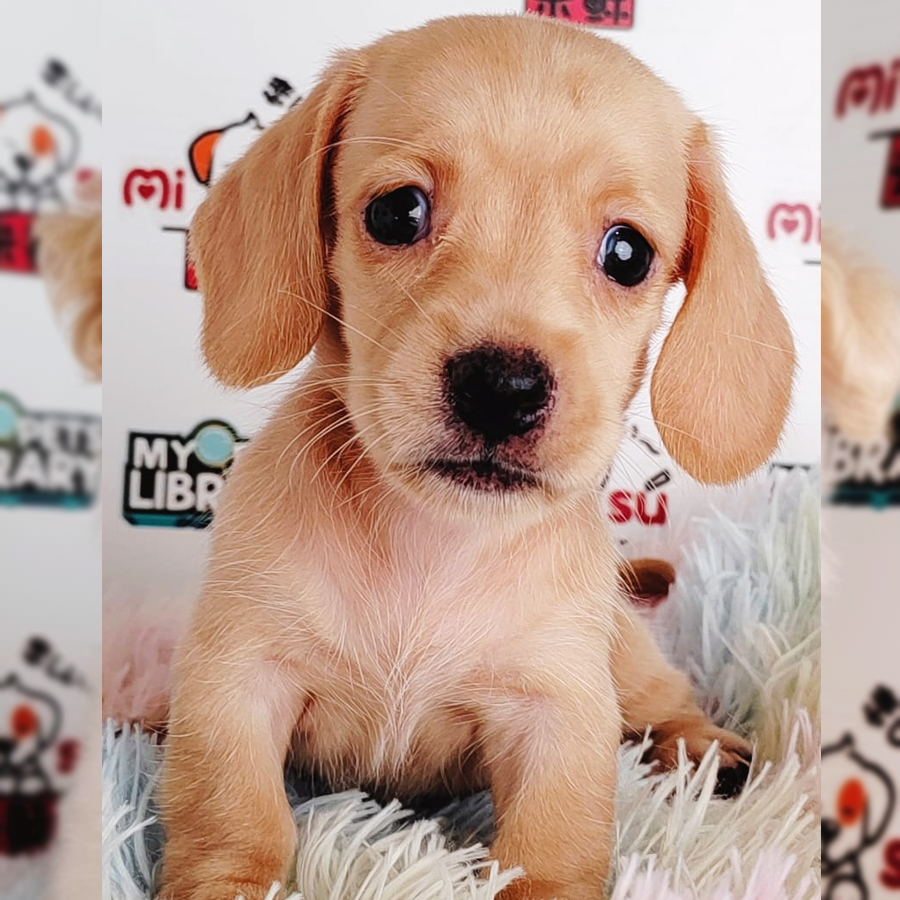 Miniature Dachshund Puppy (Female) For Sale