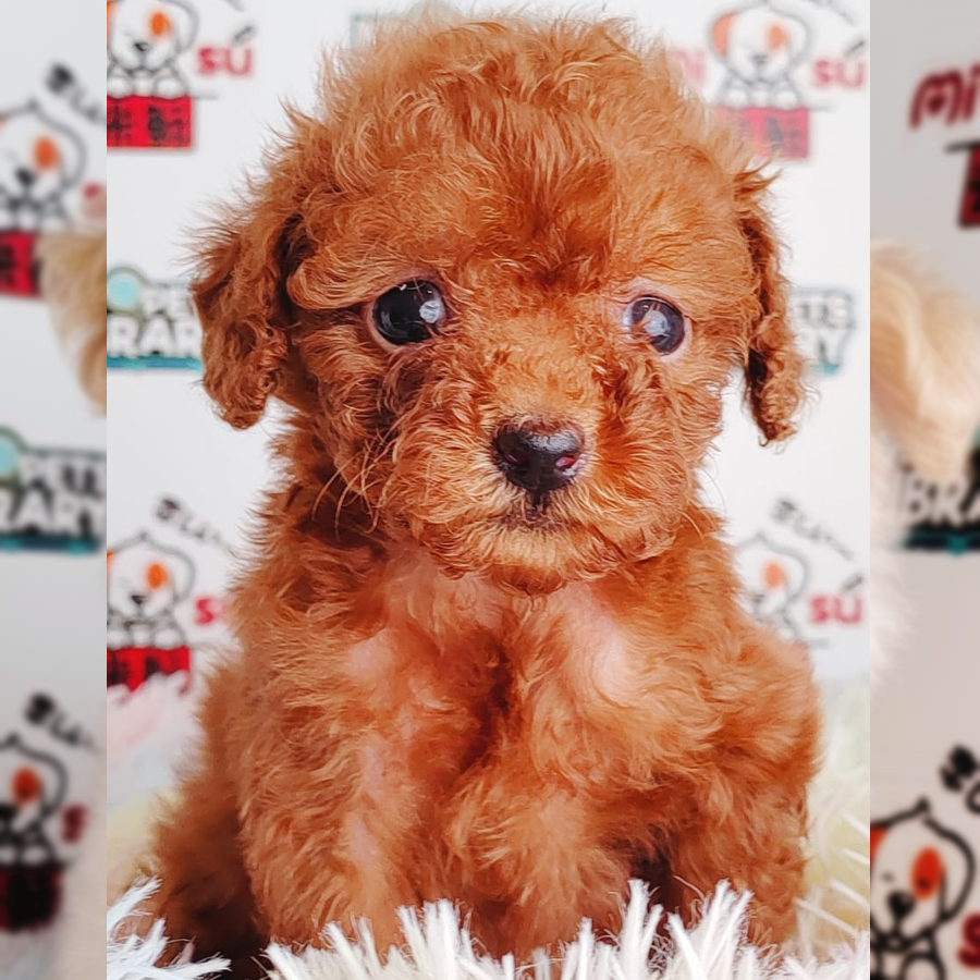 Tiny Poodle Puppy (Female) For Sale
