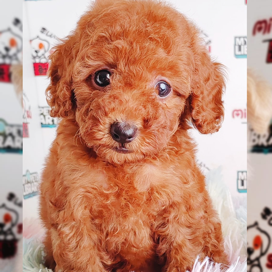 Toy Poodle Puppy (Female) For Sale