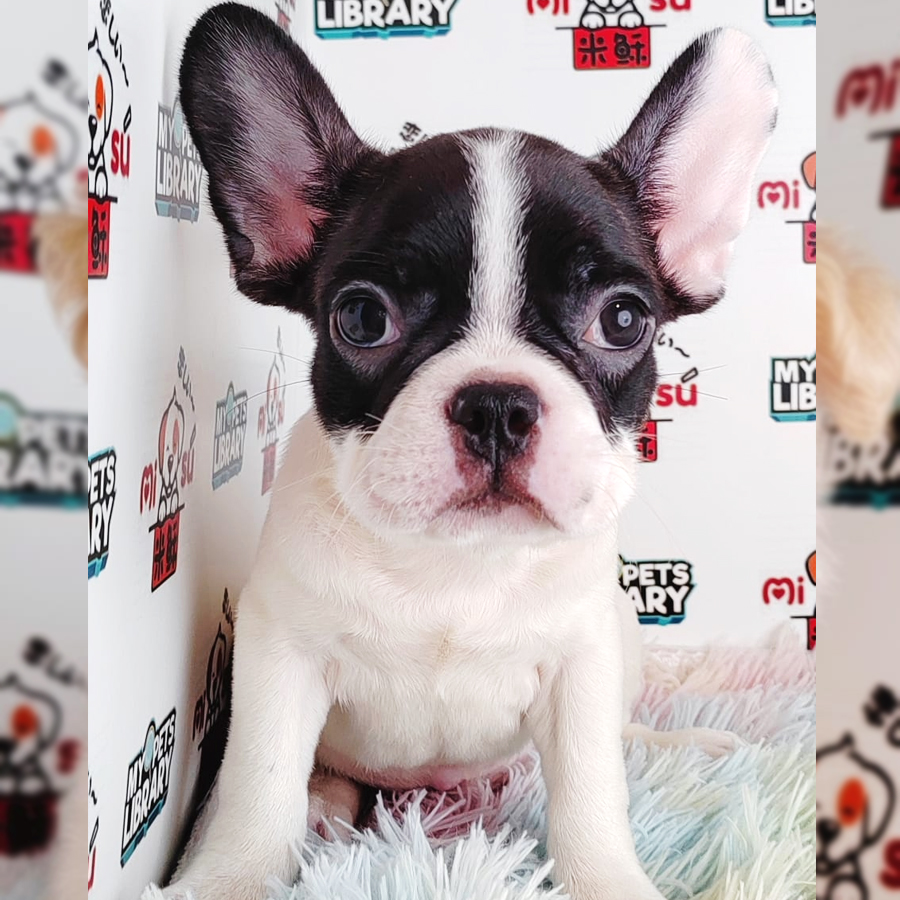 French Bulldog Puppy (Male) For Sale
