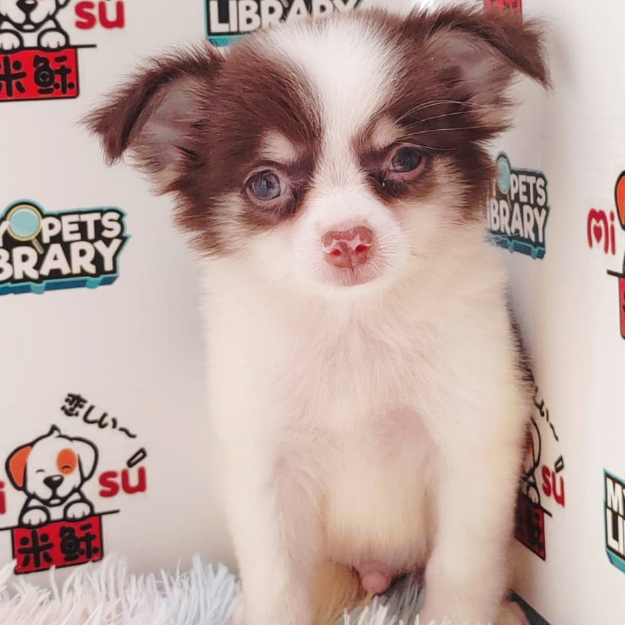 Chihuahua Puppy (Male) For Sale